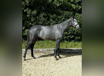 Oldenburg, Stallion, 2 years, 16 hh, Grey-Blue-Tan