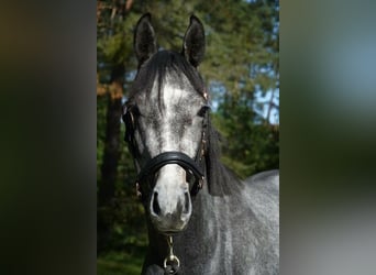 Oldenburg, Stallion, 2 years, 16 hh, Grey-Blue-Tan
