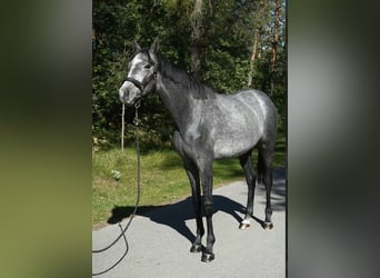 Oldenburg, Stallion, 2 years, 16 hh, Grey-Blue-Tan