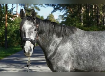 Oldenburg, Stallion, 2 years, 16 hh, Grey-Blue-Tan