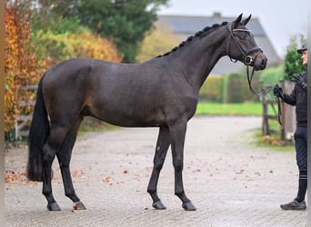Oldenburg, Stallion, 2 years, 16,1 hh, Bay-Dark