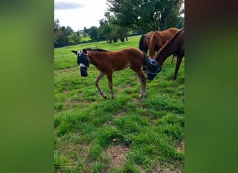 Oldenburg, Stallion, 2 years, 16,1 hh, Brown