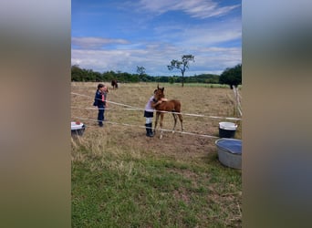 Oldenburg, Stallion, 2 years, 16,1 hh, Brown
