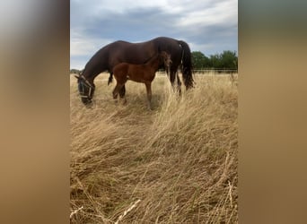 Oldenburg, Stallion, 2 years, 16,1 hh, Brown