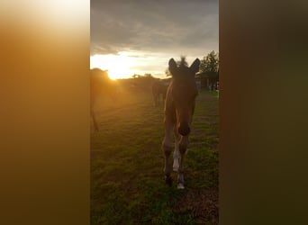 Oldenburg, Stallion, 2 years, 16,1 hh, Brown