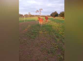 Oldenburg, Stallion, 2 years, 16,1 hh, Brown
