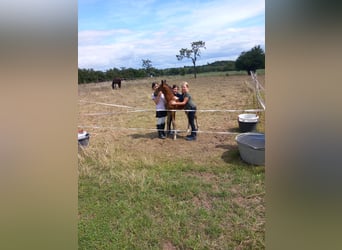 Oldenburg, Stallion, 2 years, 16,1 hh, Brown