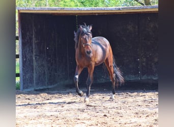 Oldenburg, Stallion, 2 years, 16,1 hh, Brown