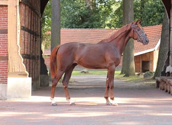 Oldenburg, Stallion, 2 years, 16,1 hh, Chestnut