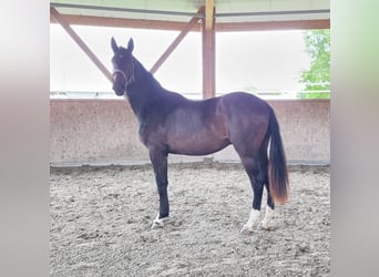 Oldenburg, Stallion, 2 years, 16,2 hh, Bay-Dark