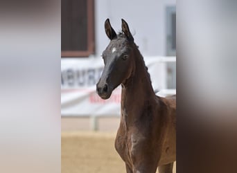 Oldenburg, Stallion, 2 years, 16,2 hh, Black