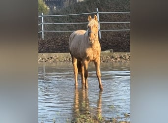 Oldenburg, Stallion, 2 years, 16,2 hh, Palomino