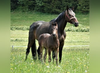 Oldenburg, Stallion, 2 years, 16,2 hh, Smoky-Black