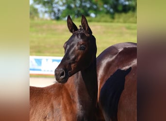 Oldenburg, Stallion, 2 years, 16,2 hh, Smoky-Black