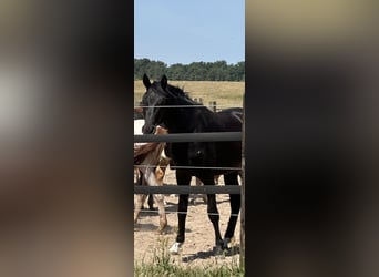 Oldenburg, Stallion, 2 years, 16,2 hh, Smoky-Black