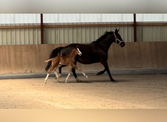 Oldenburg, Stallion, 2 years, 16,3 hh, Chestnut-Red