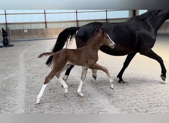Oldenburg, Stallion, 2 years, 16,3 hh, Chestnut-Red
