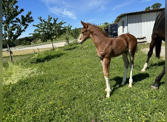 Oldenburg, Stallion, 2 years, 16,3 hh, Chestnut-Red