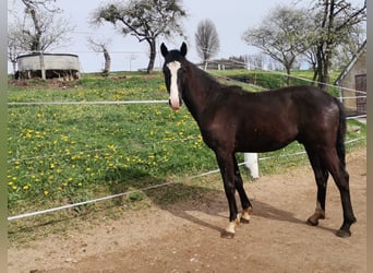 Oldenburg, Stallion, 2 years, 17 hh, Bay-Dark