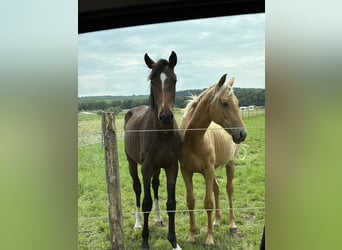Oldenburg, Stallion, 2 years, 17 hh, Brown