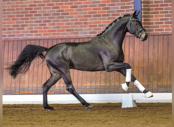 Oldenburg, Stallion, 2 years, Bay-Dark