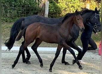 Oldenburg, Stallion, 2 years, Bay-Dark