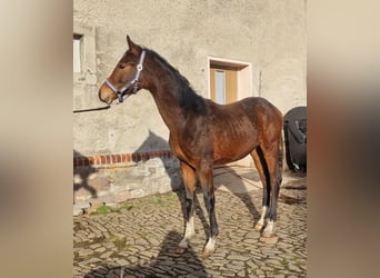 Oldenburg, Stallion, 2 years, Bay-Dark