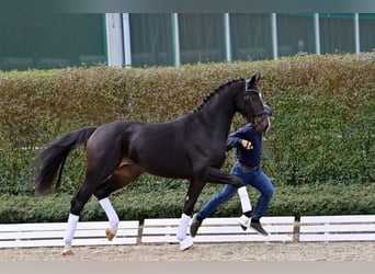 Oldenburg, Stallion, 2 years, Bay-Dark