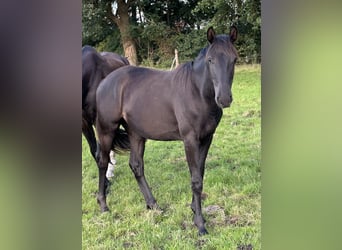 Oldenburg, Stallion, 2 years, Black