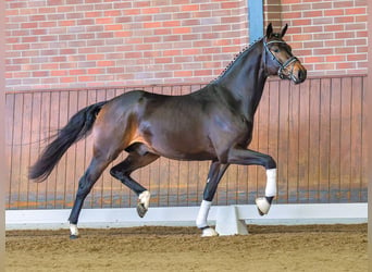 Oldenburg, Stallion, 2 years, Brown