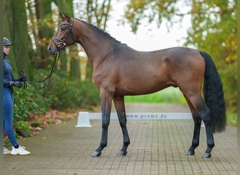 Oldenburg, Stallion, 2 years, Brown