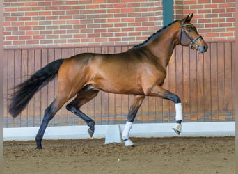 Oldenburg, Stallion, 2 years, Brown