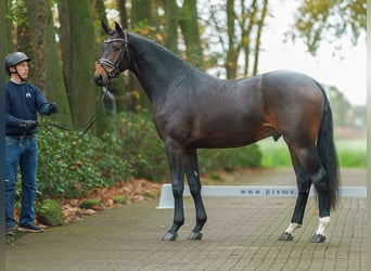 Oldenburg, Stallion, 2 years, Brown