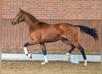 Oldenburg, Stallion, 2 years, Brown