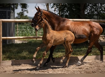 Oldenburg, Stallion, 2 years, Brown
