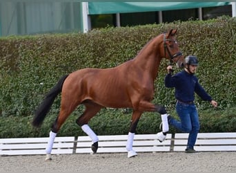 Oldenburg, Stallion, 2 years, Brown