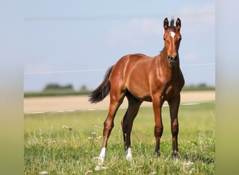 Oldenburg, Stallion, 2 years, Brown