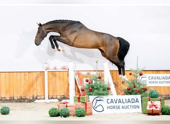 Oldenburg, Stallion, 2 years, Brown