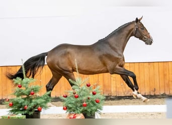 Oldenburg, Stallion, 2 years, Brown