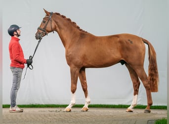 Oldenburg, Stallion, 2 years, Chestnut