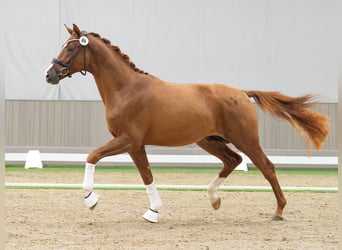 Oldenburg, Stallion, 2 years, Chestnut