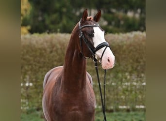 Oldenburg, Stallion, 2 years, Chestnut