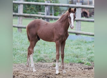 Oldenburg, Stallion, 2 years, Chestnut-Red
