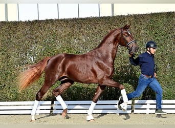 Oldenburg, Stallion, 2 years, Chestnut-Red