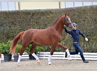 Oldenburg, Stallion, 2 years, Chestnut-Red