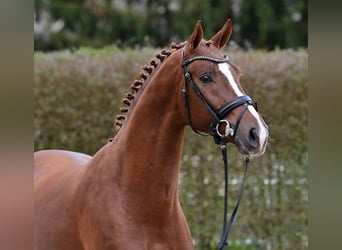 Oldenburg, Stallion, 2 years, Chestnut-Red