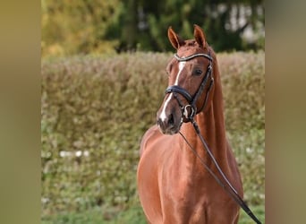 Oldenburg, Stallion, 2 years, Chestnut-Red