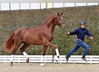 Oldenburg, Stallion, 2 years, Chestnut-Red