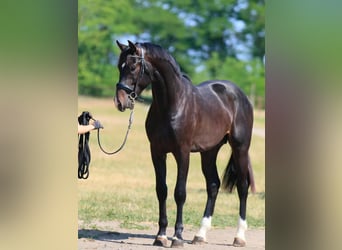 Oldenburg, Stallion, 2 years