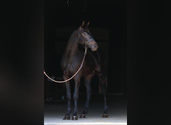 Oldenburg, Stallion, 2 years